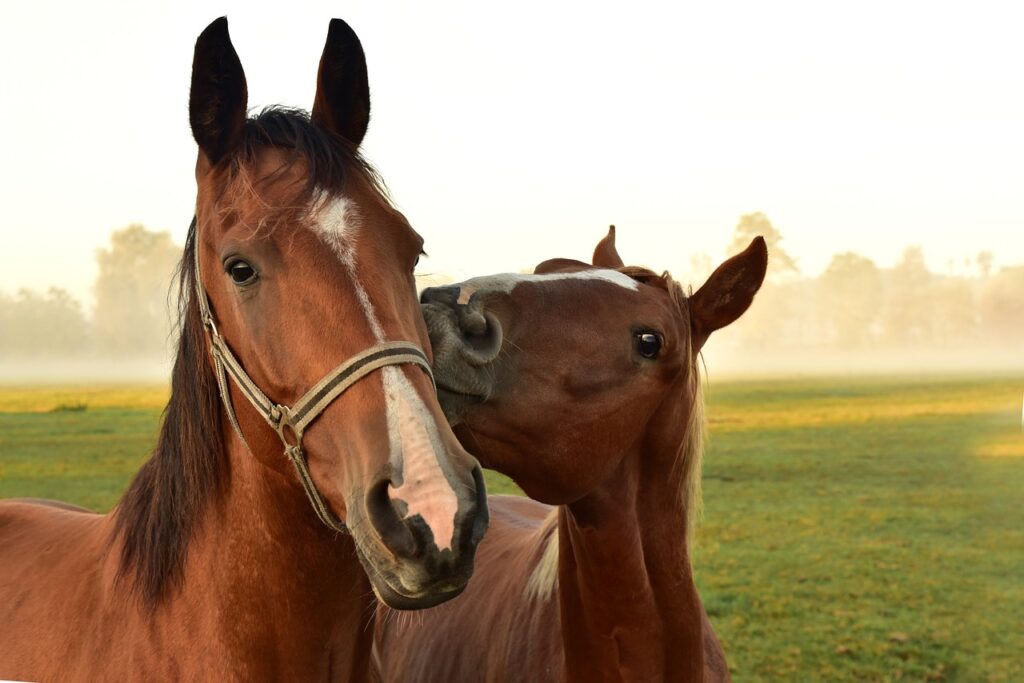 Tierhalter